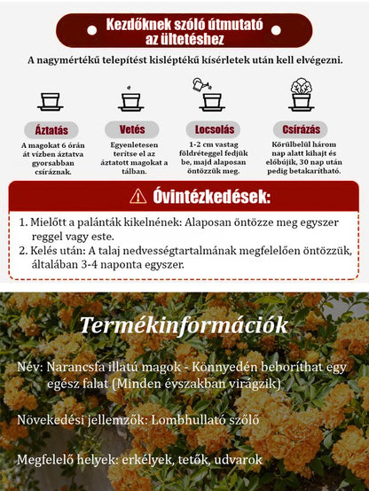 【Könnyedén befutja az egész falat】Négyszezonos virágzó narancsfa illatú magok