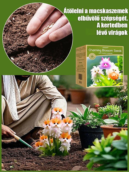 Titokzatos és aranyos macska szemű orchidea