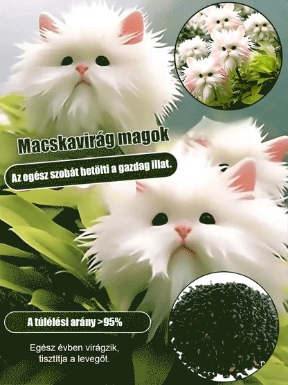 Titokzatos és aranyos macska szemű orchidea