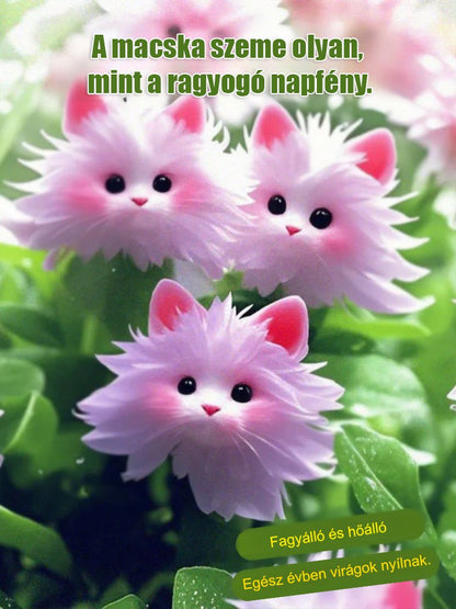 Titokzatos és aranyos macska szemű orchidea