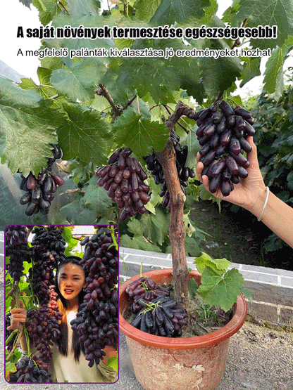 Sweet Sapphire szőlő magok