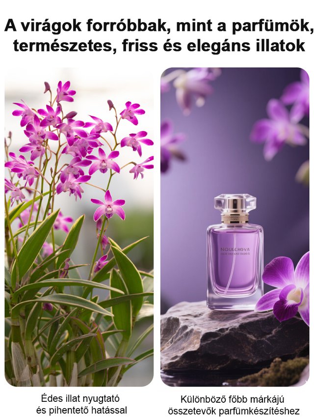 Illatos Dendrobium Orchidea Alvásjavító Légfrissítő Növény