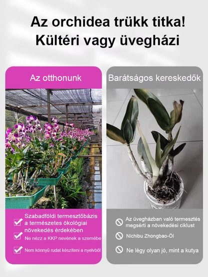 Illatos Dendrobium Orchidea Alvásjavító Légfrissítő Növény