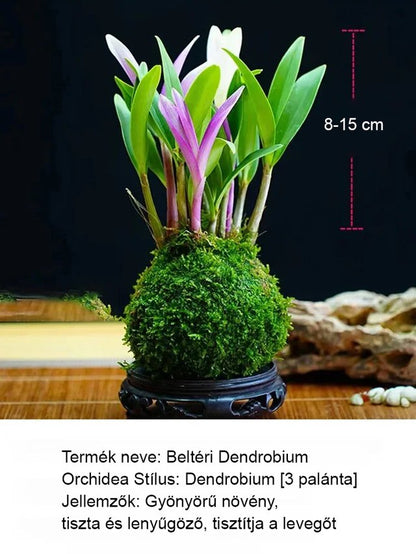 Illatos Dendrobium Orchidea Alvásjavító Légfrissítő Növény