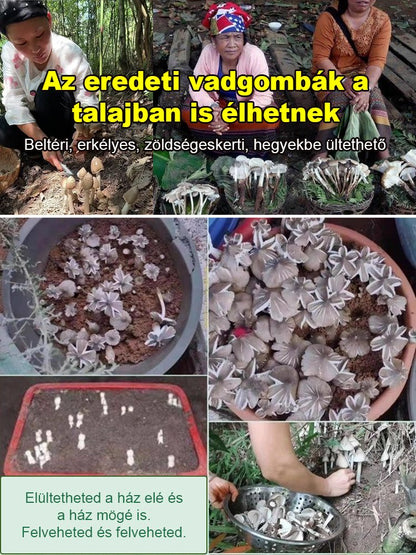 Autentikus "Jizong" gombafajta