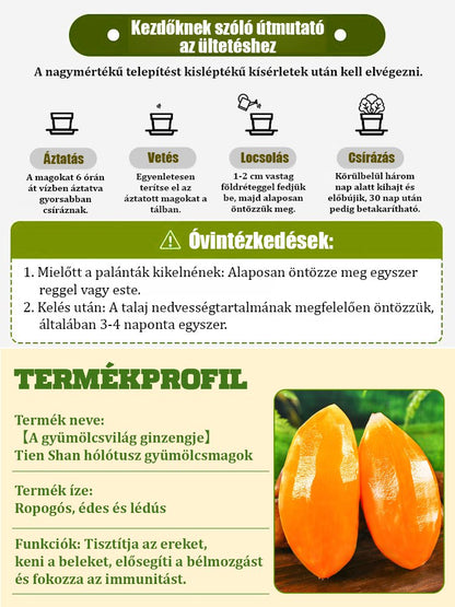 【Gyümölcsök ginzengje】Tianshan hó lótusz gyümölcsmag