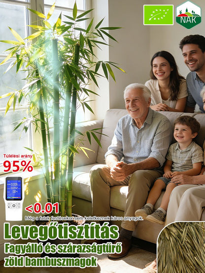 【Levegőtisztító】Fagy- és aszálytűrő zöld bambuszmagok