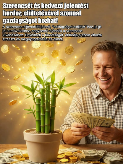 【Levegőtisztító】Fagy- és aszálytűrő zöld bambuszmagok