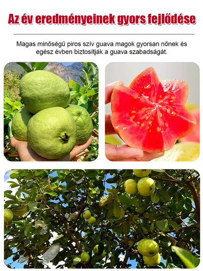 【Lágy és édes】Vörös szív guava magok
