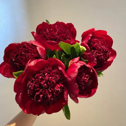 🌺Gyönyörű vegyes bazsarózsa magok
