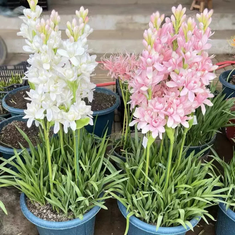 Dupla tubarózsa 🌸 - Nagy hagymás virág