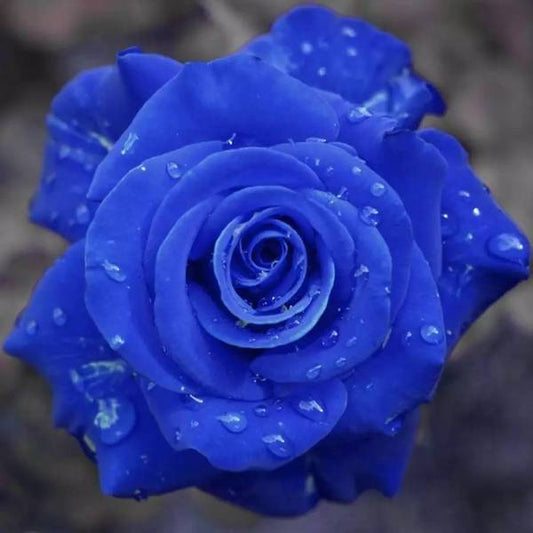 💙KÉK VARÁZSLÓ RÓZSA MAGOK✨