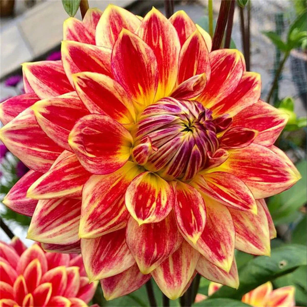 🌸Ritka dupla dáliák – egyedi virágok, amelyek soha nem találhatók meg a hétköznapi kertekben