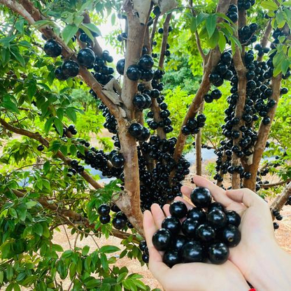 Jabuticaba szőlőmagok