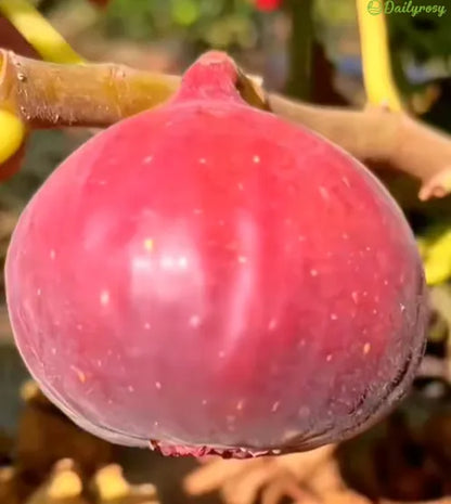 🍑Szuperóriás fügemagok – Őszibarackos édesség minden falatban! 🌟