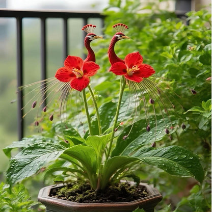 🦚 Páva orchidea