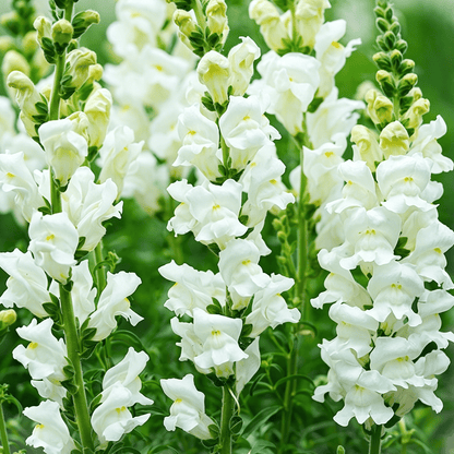 Royal Garden Snapdragon Seeds – Kertészek választása magas, színes vágott virágaihoz 🌸