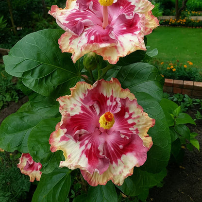 🔥 NAGY AKCIÓ - 50% KEDVEZMÉNY 🔥🌸 Dupla hibiszkusz magok - Könnyen termeszthető 🌸