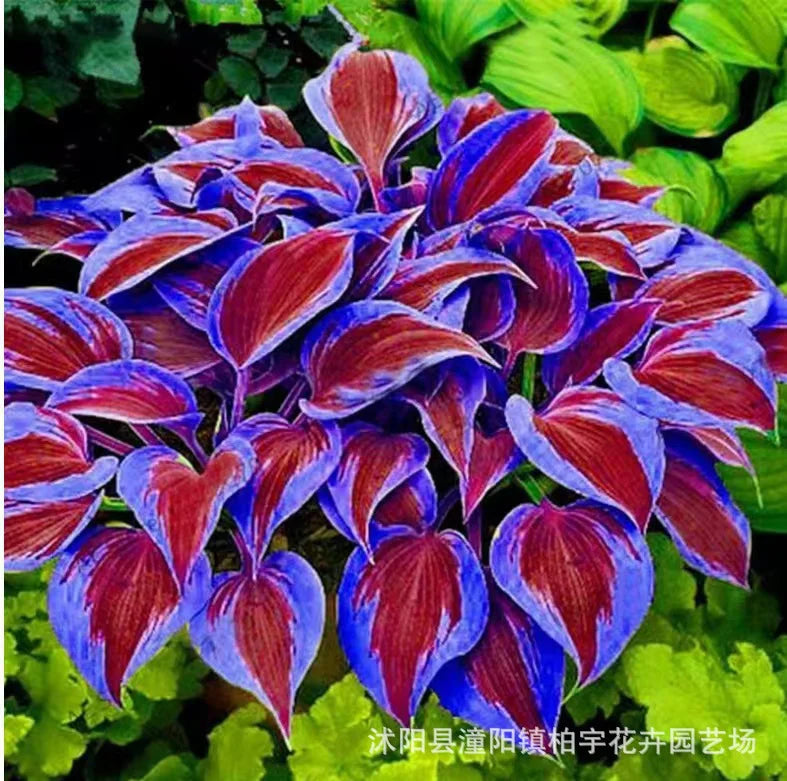 Ritka tarka levelű árnyékliliom magok