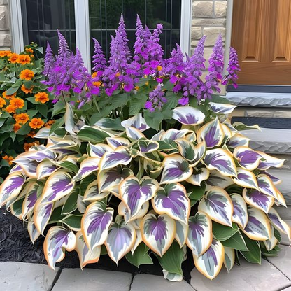 Hardy Beauty: Árnyék- és hidegálló hosta virágok