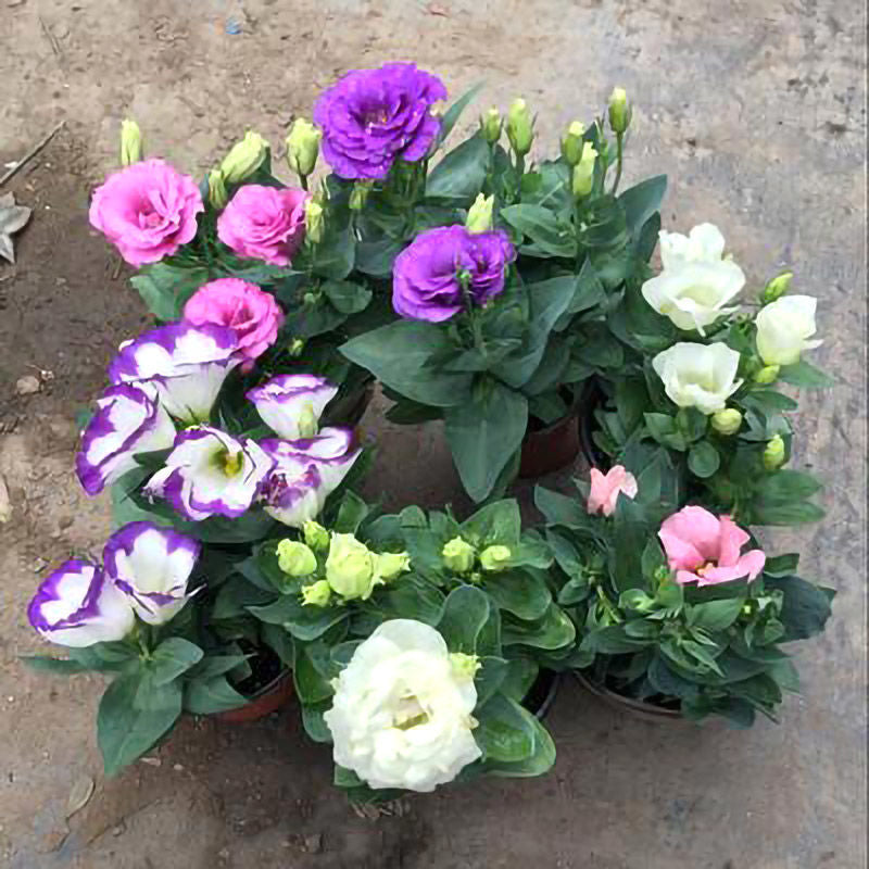 [Virágok fagyos télen is] Kiváló minőségű lisianthus magok [Legalacsonyabb árak online] Korlátozott vásárlási idő, 80% kedvezmény!!! Meglepetés vár rád!