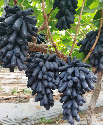 🔥 UTOLSÓ NAPOS AKCIÓ 30% KEDVEZMÉNY 💜 Édes zafír szőlő (ritka ujjas szőlő) 🍇