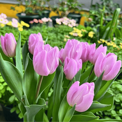 🌷Ritka tulipánmagok – Színes tavaszi virágok cserepekbe, szegélyekbe és kertekbe