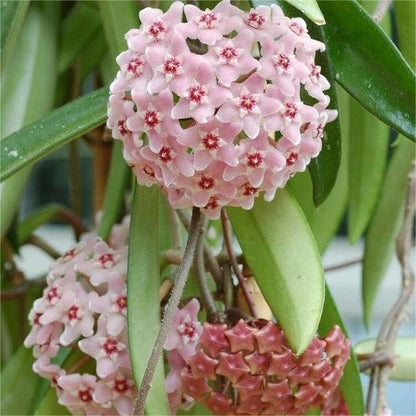✨Hoya hagymák – Csillagok hullanak az égből✨
