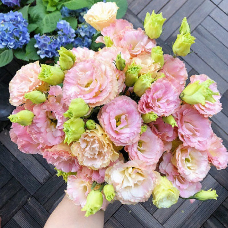 [Virágok fagyos télen is] Kiváló minőségű lisianthus magok [Legalacsonyabb árak online] Korlátozott vásárlási idő, 80% kedvezmény!!! Meglepetés vár rád!