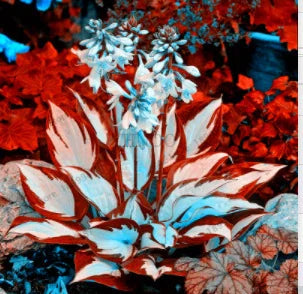 Ritka tarka levelű árnyékliliom magok