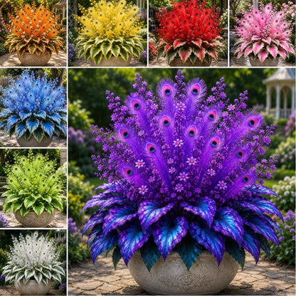 🔥 Spóroljon 50%-ot🦚Peacock Flame Hosta hagymások – Dús, árnyékot kedvelő növények kertbe és otthonra