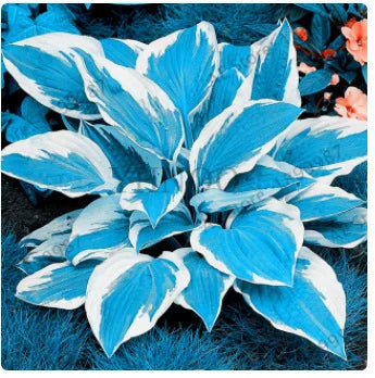 Ritka tarka levelű árnyékliliom magok