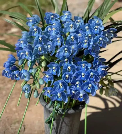 👑 Az orchideák királynője — Tartós Cymbidium hagymák