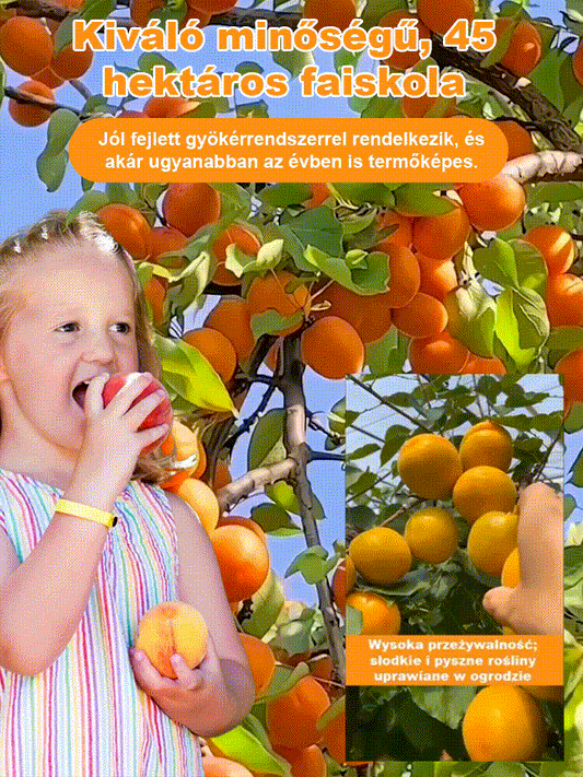 Nagy gyümölcsű, korán érő, bőtermő, édes császári sárgabarack mag