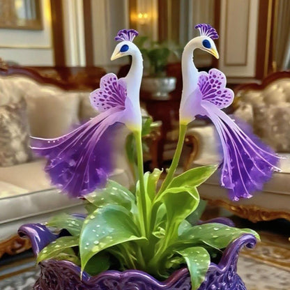 🦚 Páva orchidea