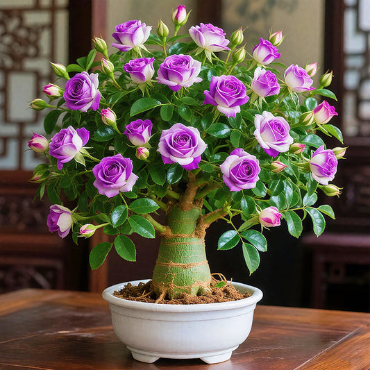 🌵🌺Sivatagi rózsák hagymái