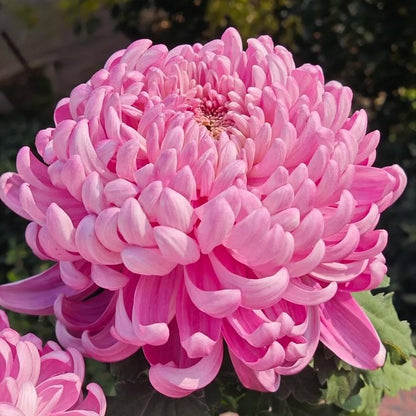 🌺Az elegancia virága🌼Óriás krizantém magok