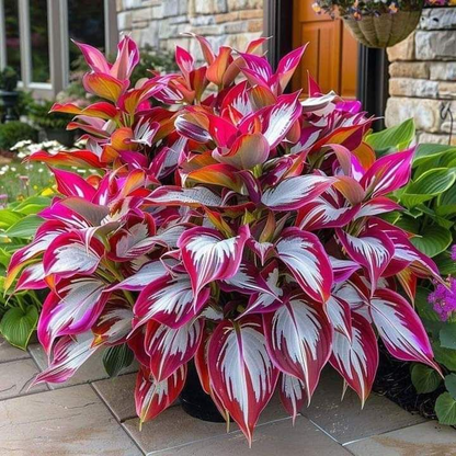 Hardy Beauty: Árnyék- és hidegálló hosta virágok