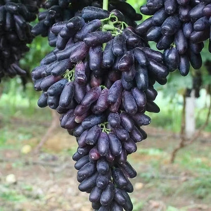 🔥 UTOLSÓ NAPOS AKCIÓ 30% KEDVEZMÉNY 💜 Édes zafír szőlő (ritka ujjas szőlő) 🍇