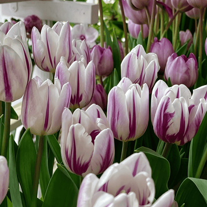 🌷Ritka tulipánmagok – Színes tavaszi virágok cserepekbe, szegélyekbe és kertekbe