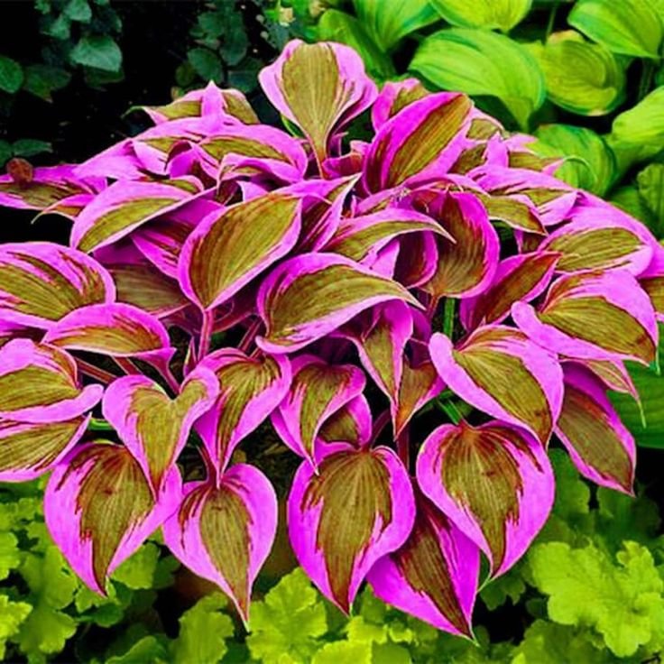🍃Ritka többszínű hosta magok