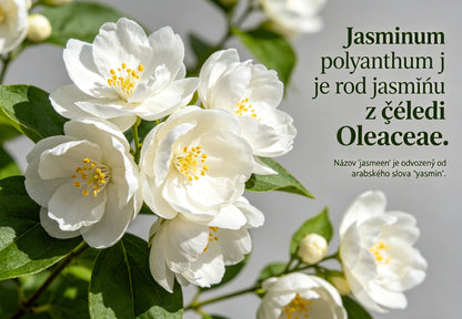 Dupla jázmin magok