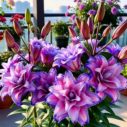 Black Magic Lily🌺Illatliliom hagymák – Friss és édes