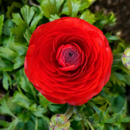 Boglárka hagymás virágai – finom, elegáns, felejthetetlen 🌸