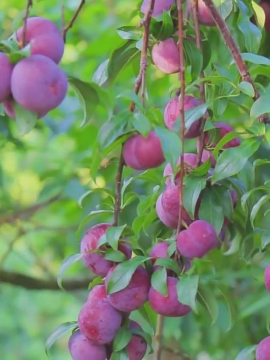 Ausztrál mag nélküli vörös cukorszilva palánták