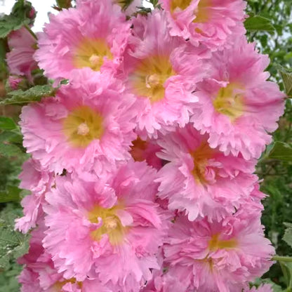 🌸Virágzó évelő mályva magok🌸