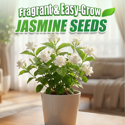 ✨🌸 Jázminmagok (trágyával): aromás és könnyen termeszthető🍃